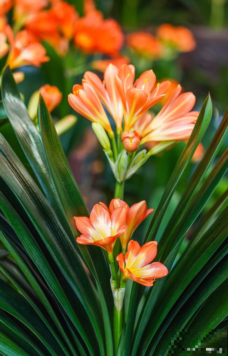 君子兰割头之后如何养