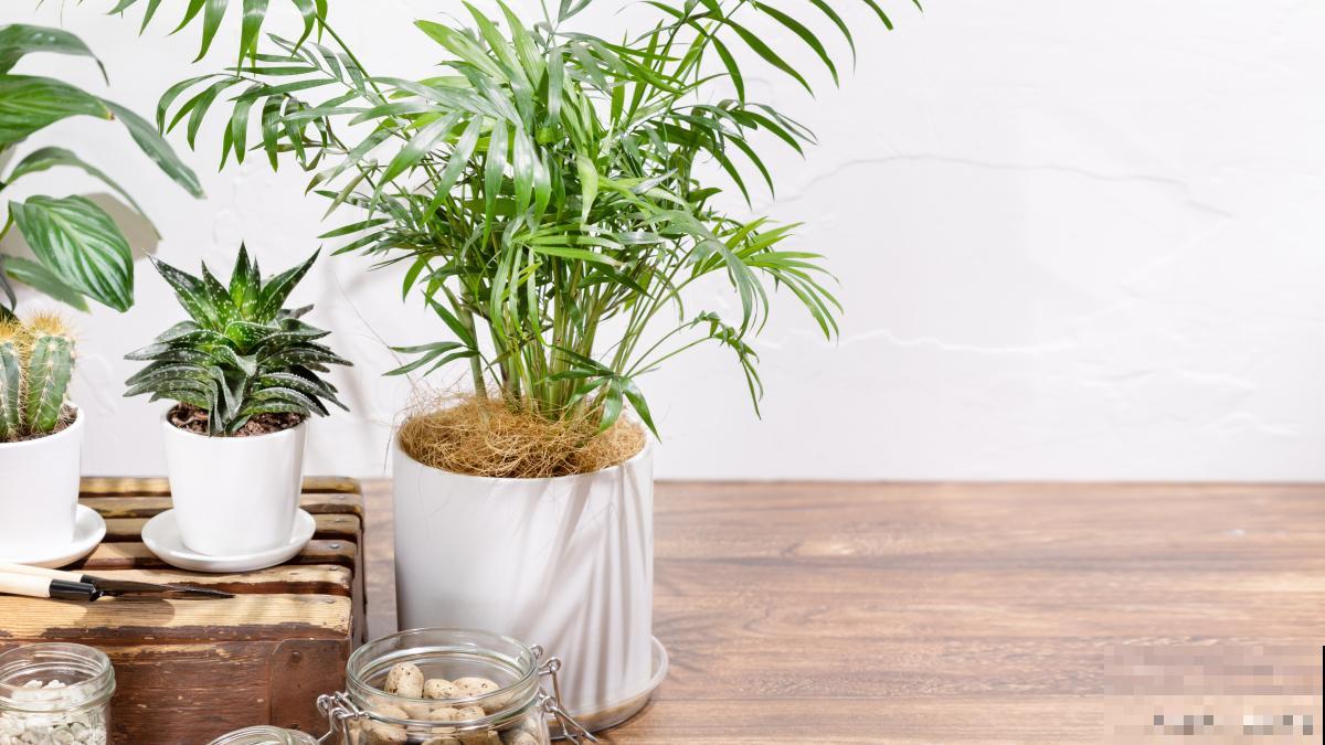 散尾葵可以水培吗