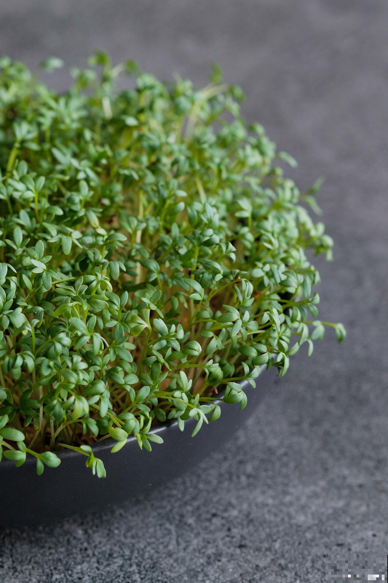 垂盆草生长在什么地方 垂盆草生长在什么地方