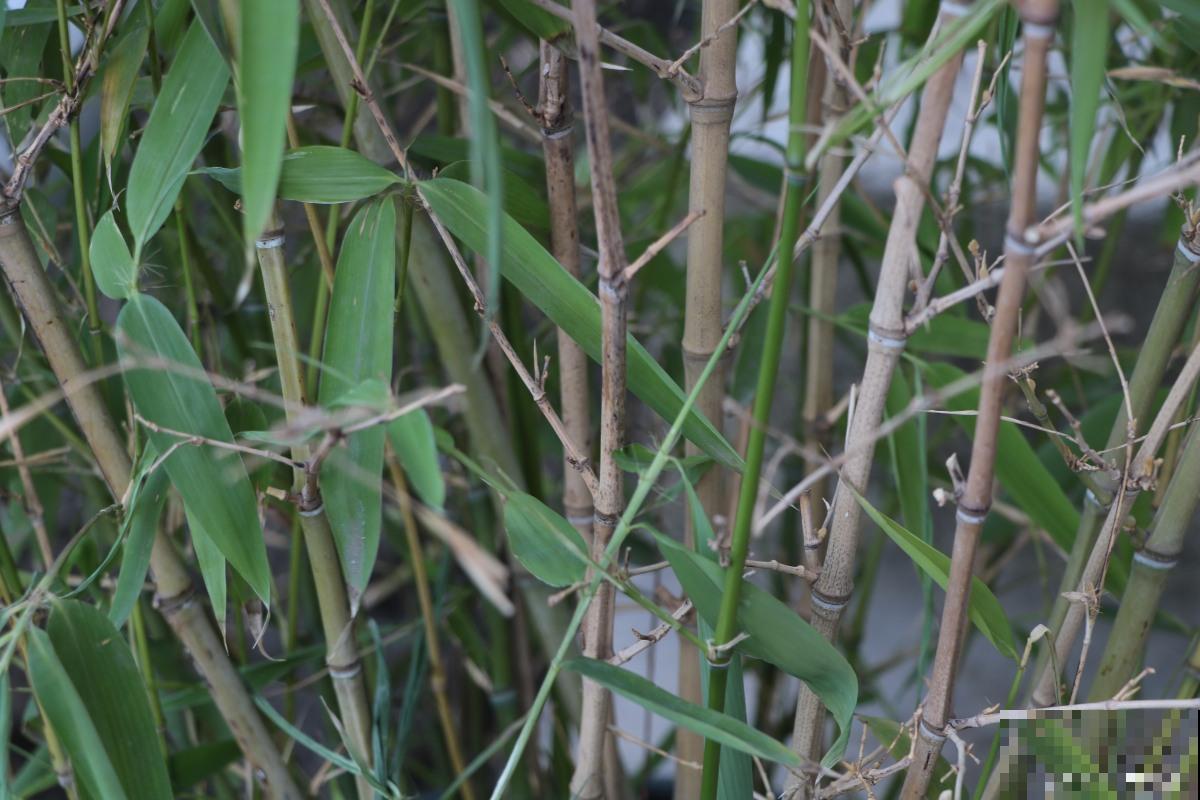 竹子开什么颜色的花