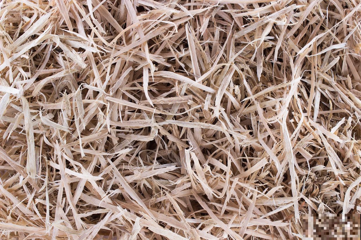 棕榈植物有哪些？