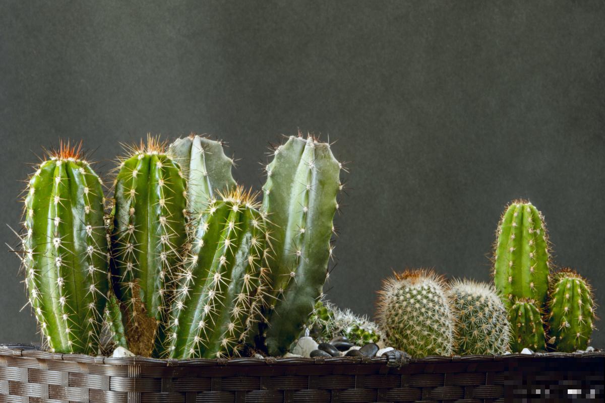 办公室适合养什么绿植 办公室适合养什么绿植