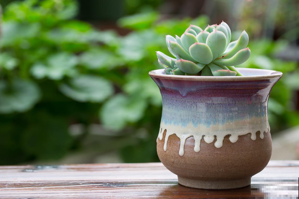 多肉植物叶子发黄是什么原因