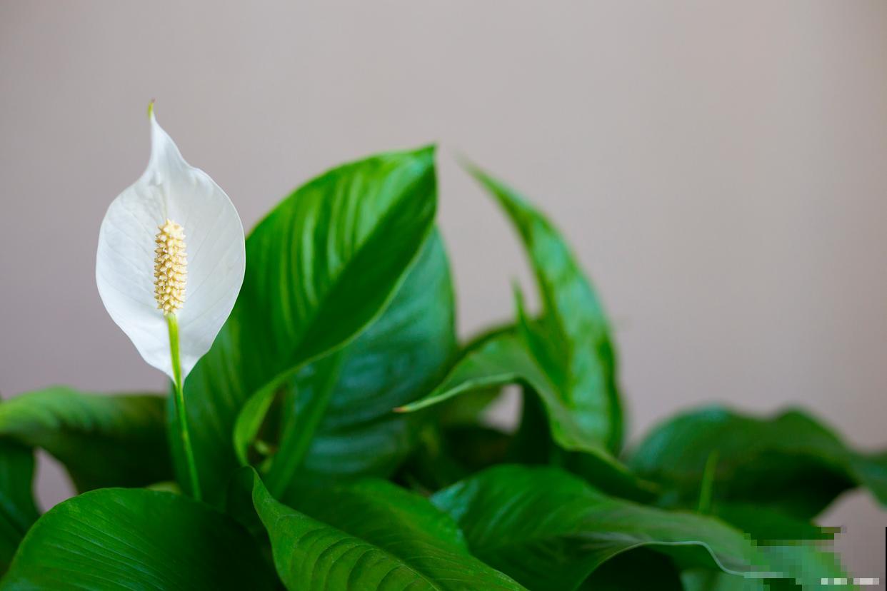 如何让白掌开花? 如何让白掌开花?