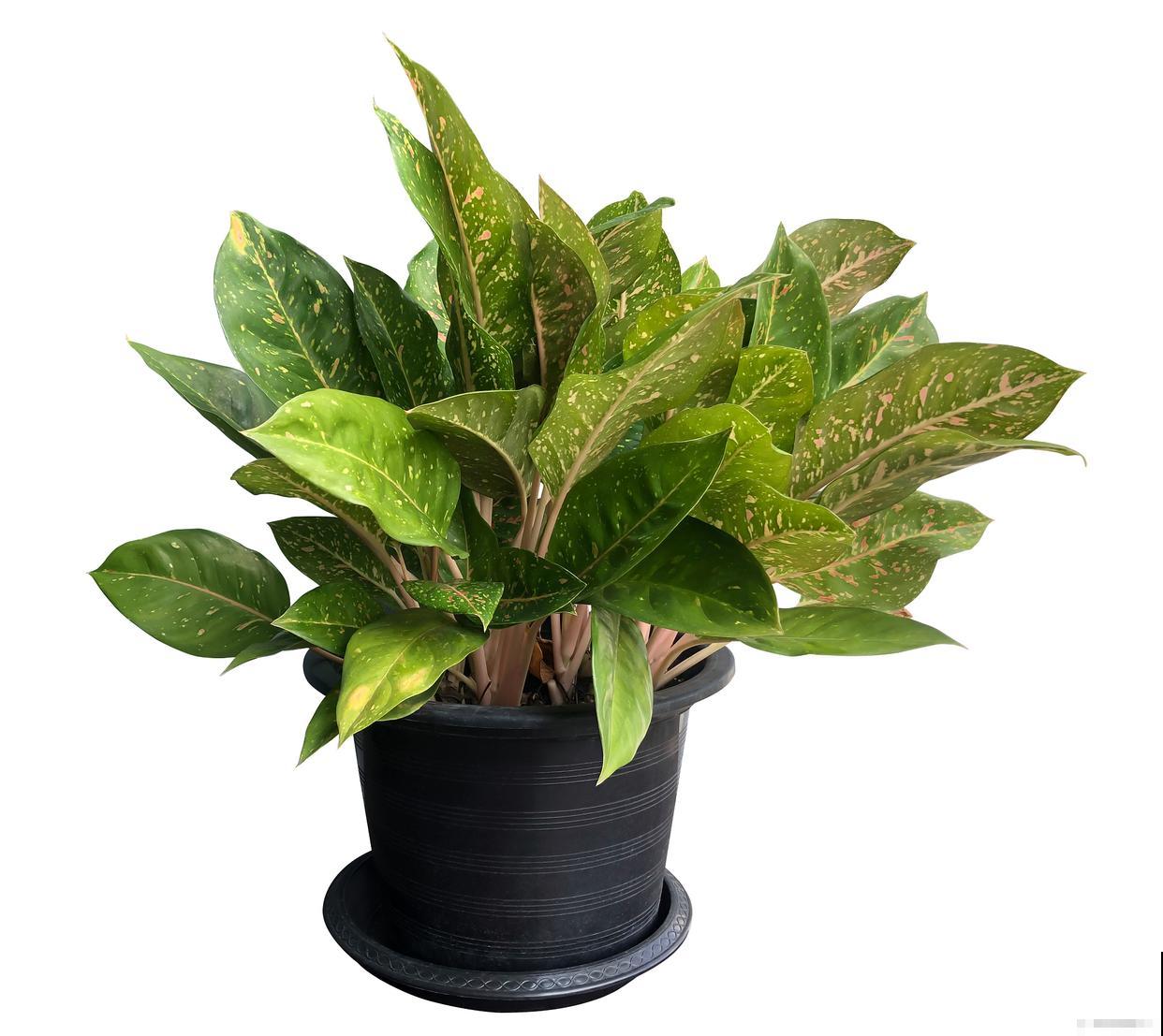 春季怎么移栽万年青 春季怎么移栽万年青