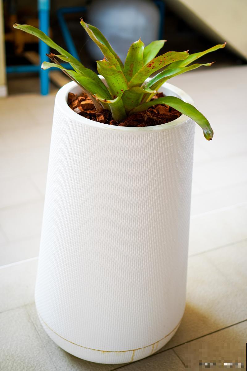 养花有小黑飞虫怎么办