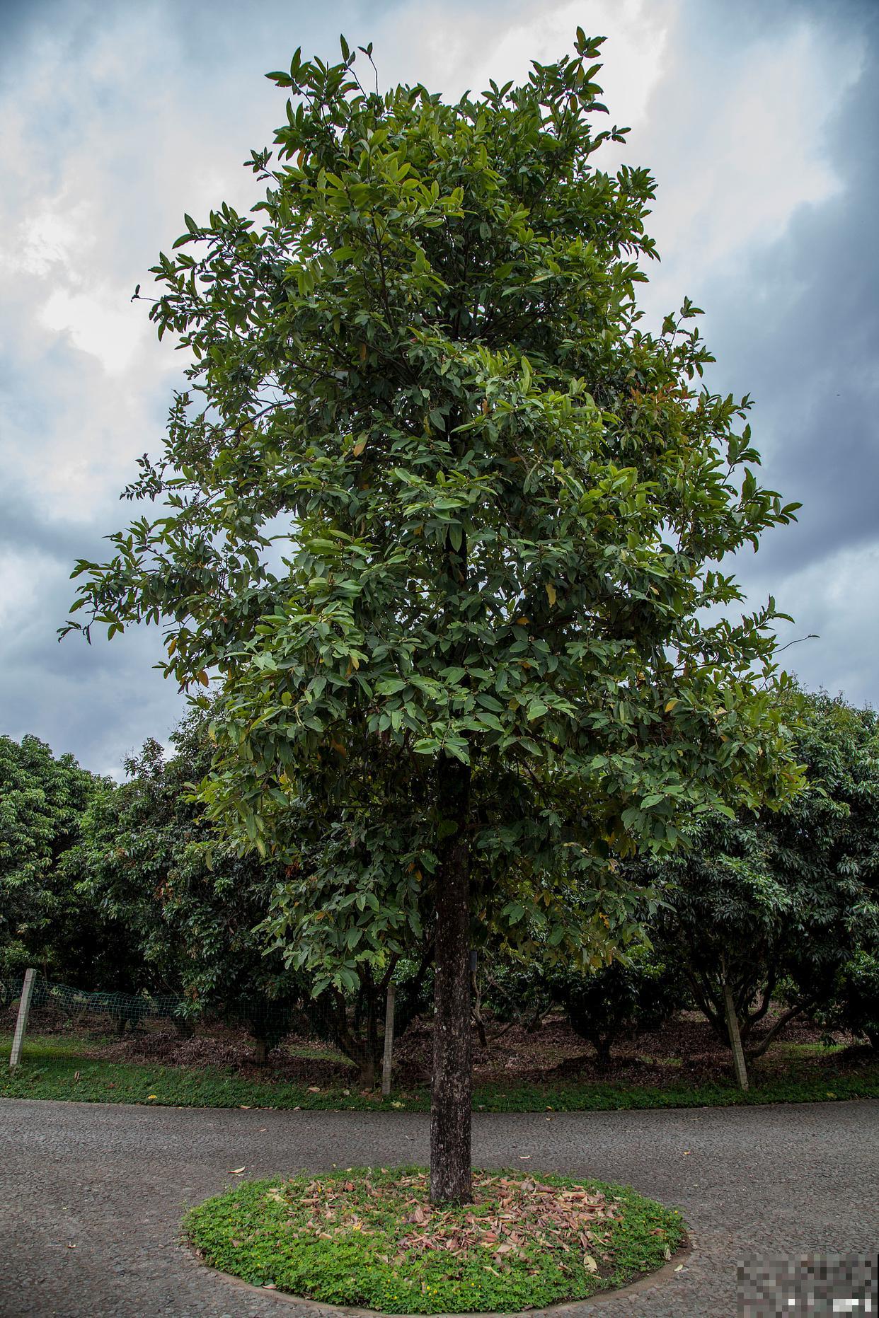 含笑树烂叶子怎么回事 含笑树烂叶子怎么回事