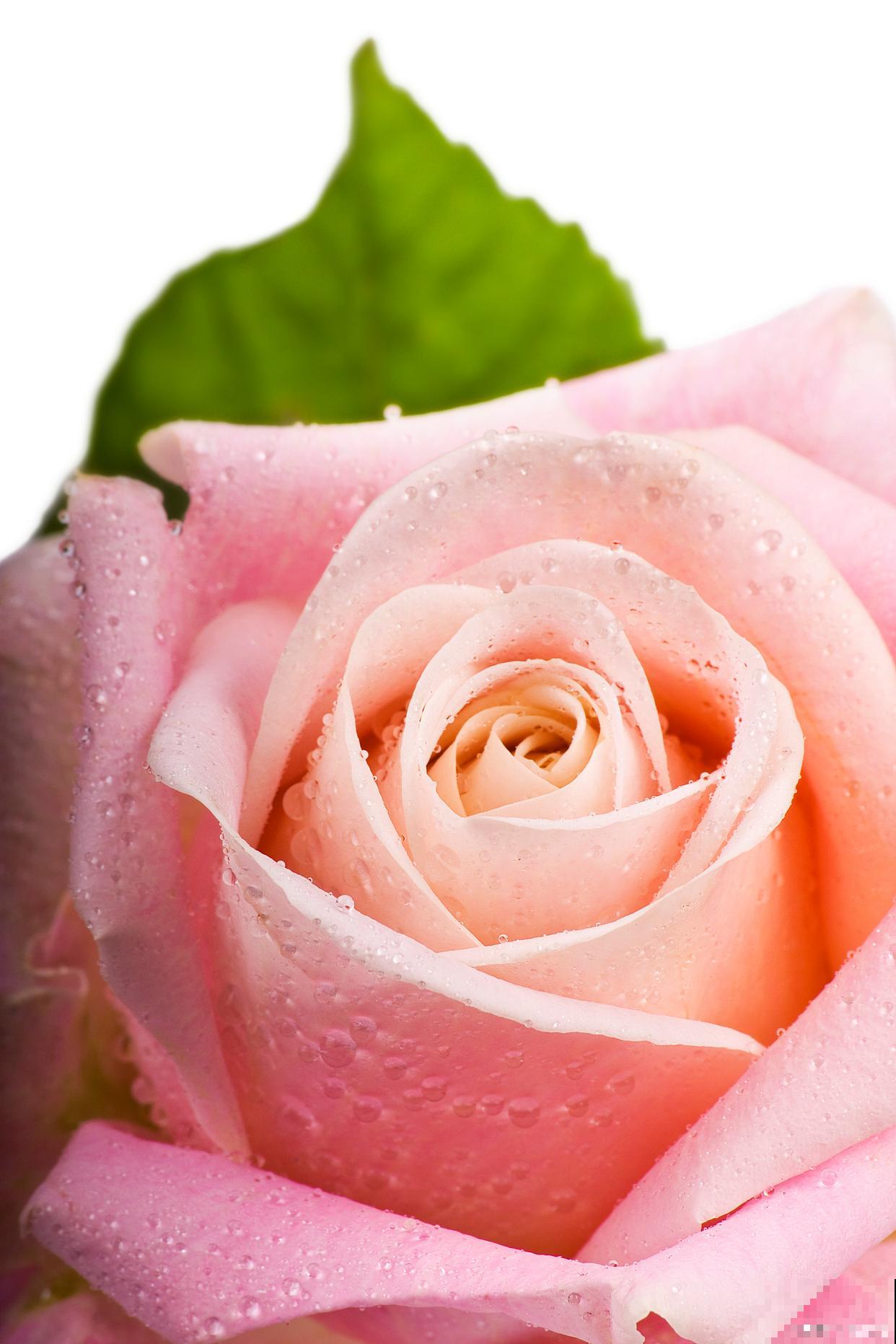 粉色玫瑰怎么养？