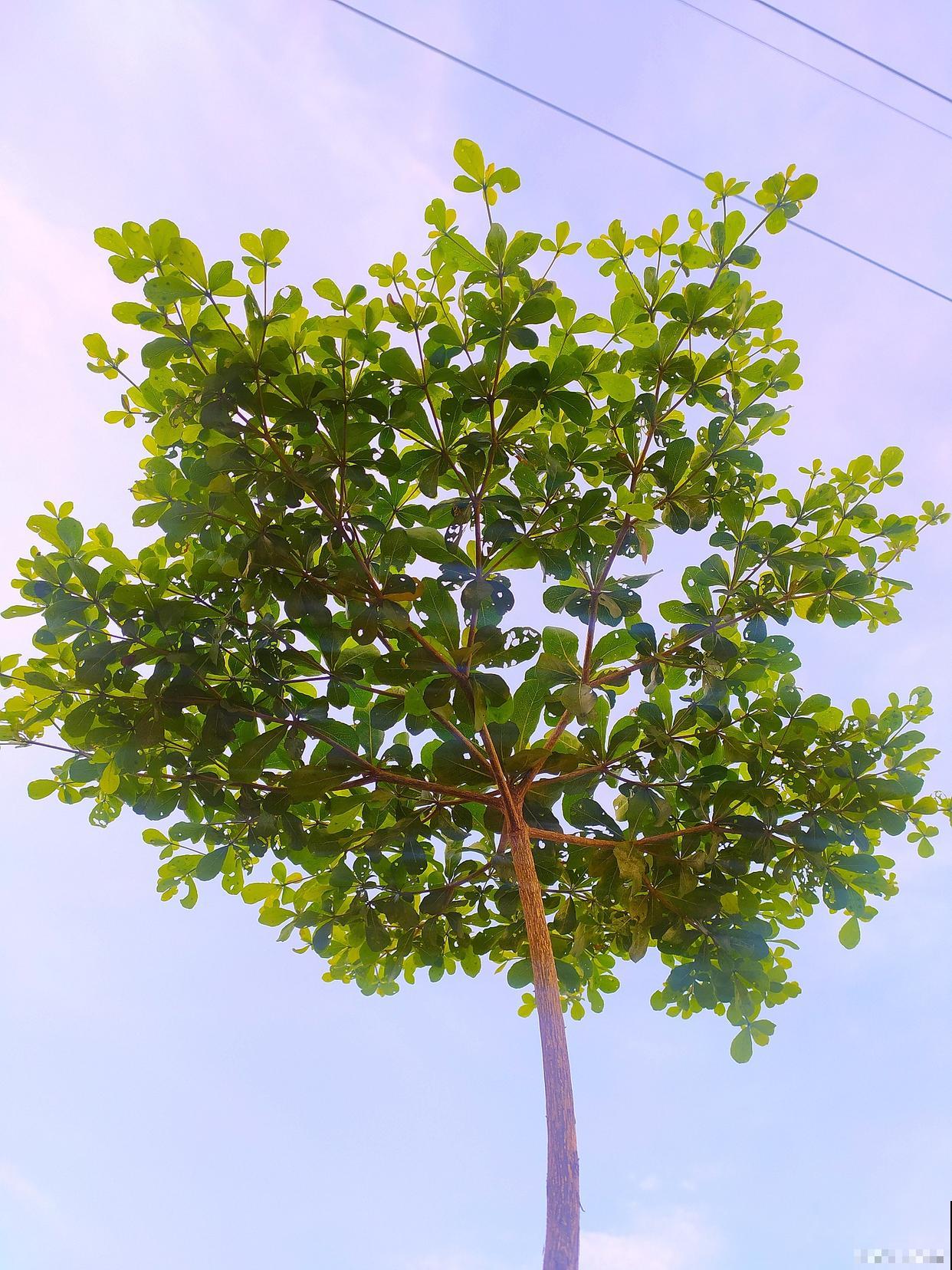 梓树什么时候开花