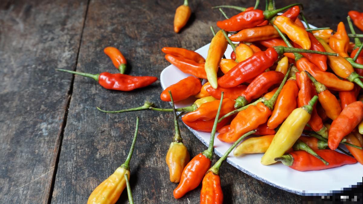 鸡蛋壳适合哪些植物