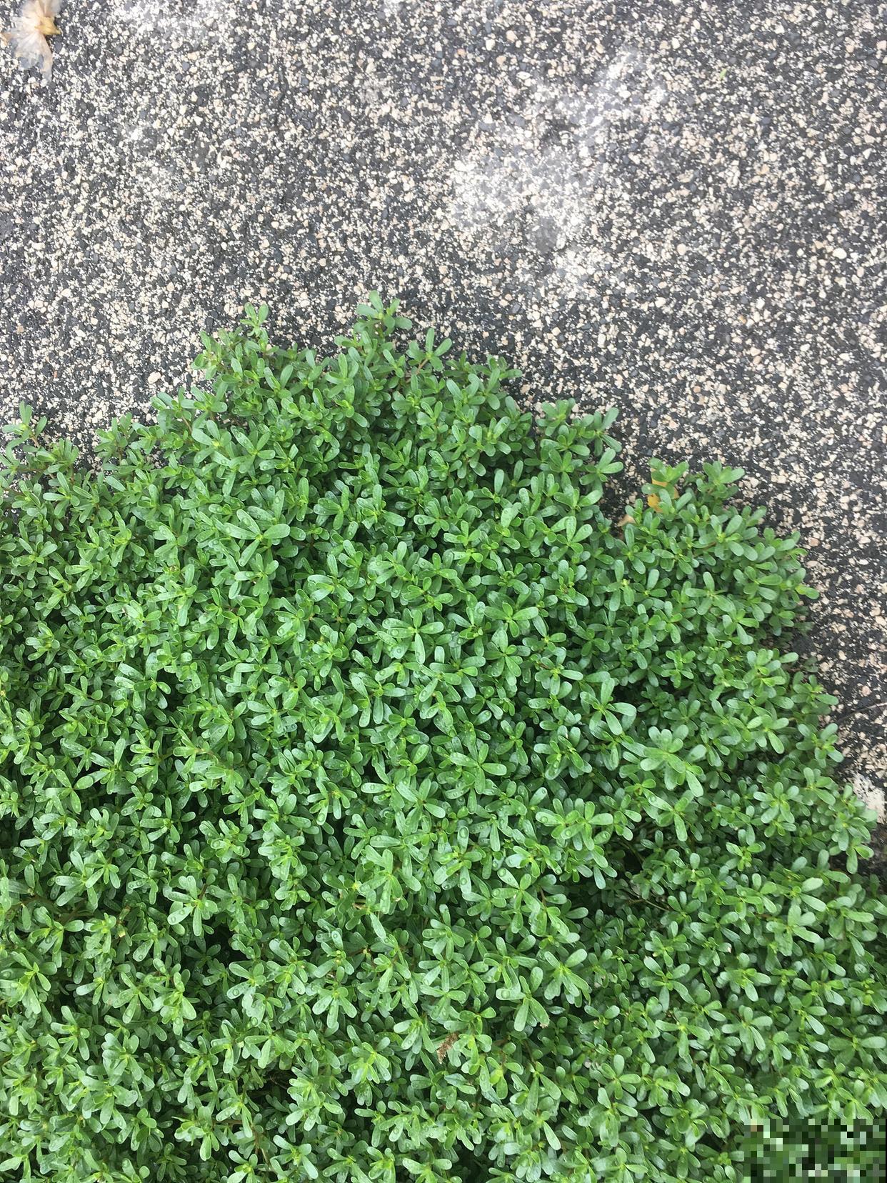 垂盆草冬天怎么养