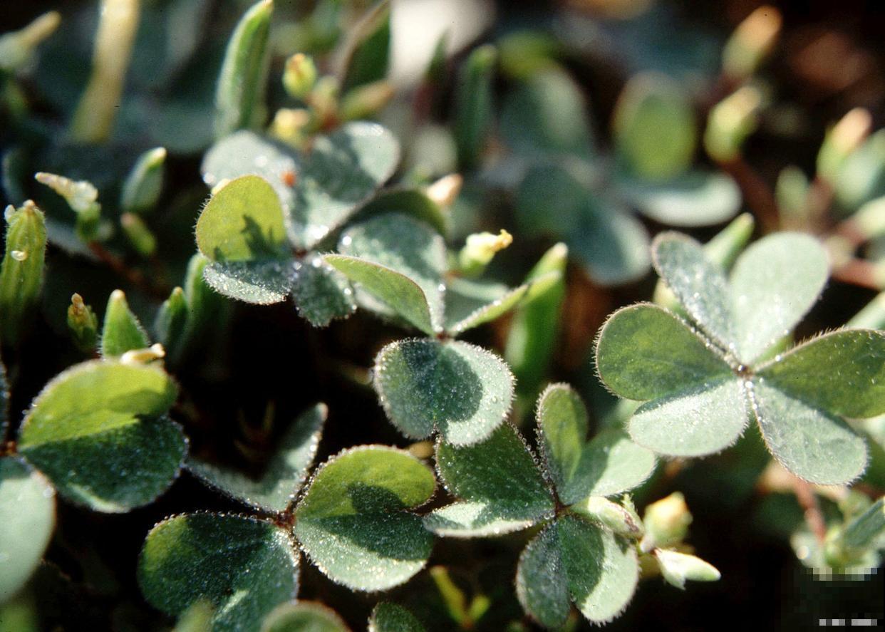 花叶络石叶子干枯是怎么了