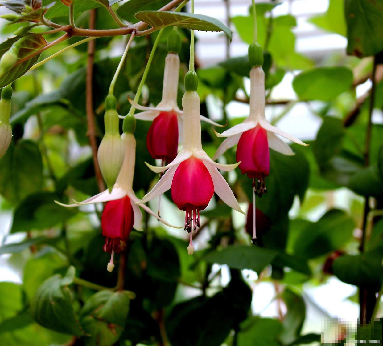 倒挂金钟为什么不开花 倒挂金钟为什么不开花