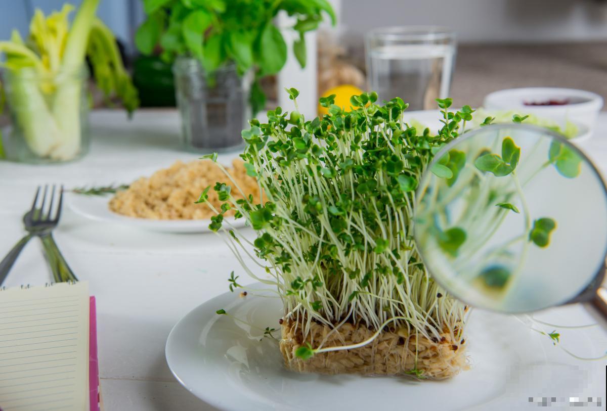 水培芽苗菜种植方法