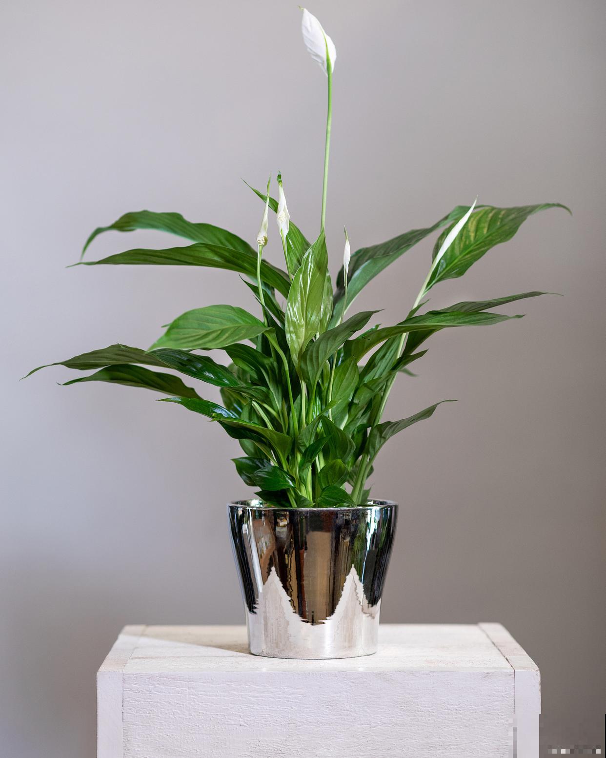 水养的一帆风顺怎么养