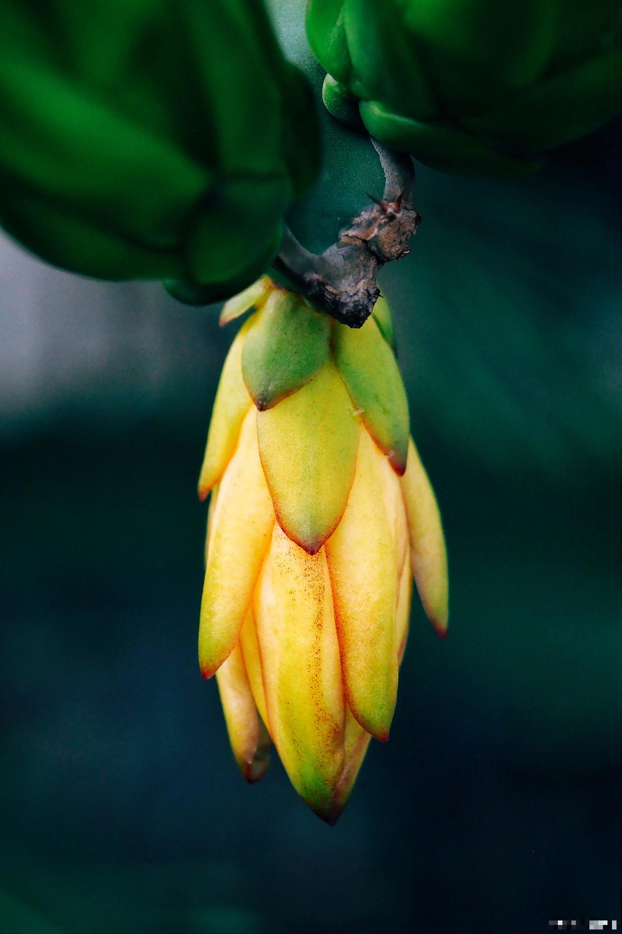 佛手如何种植的？