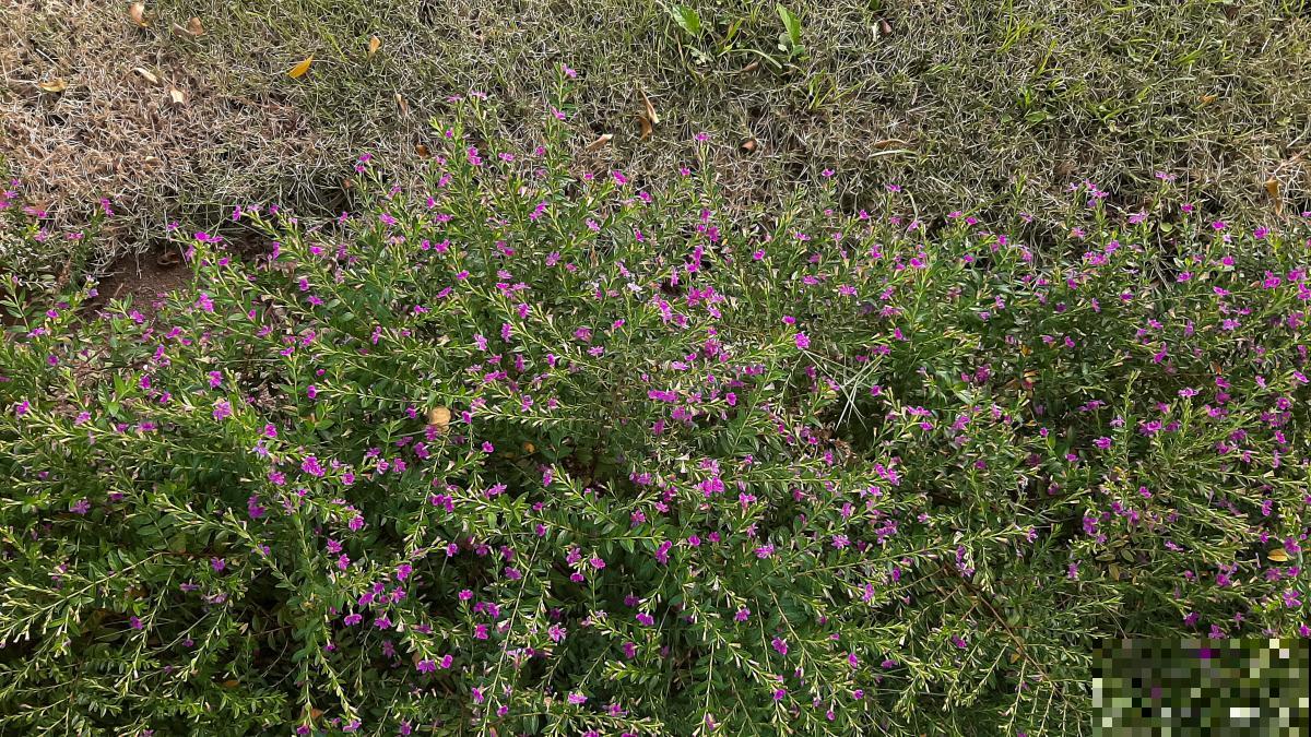 半枝莲什么时候种 半枝莲什么时候种