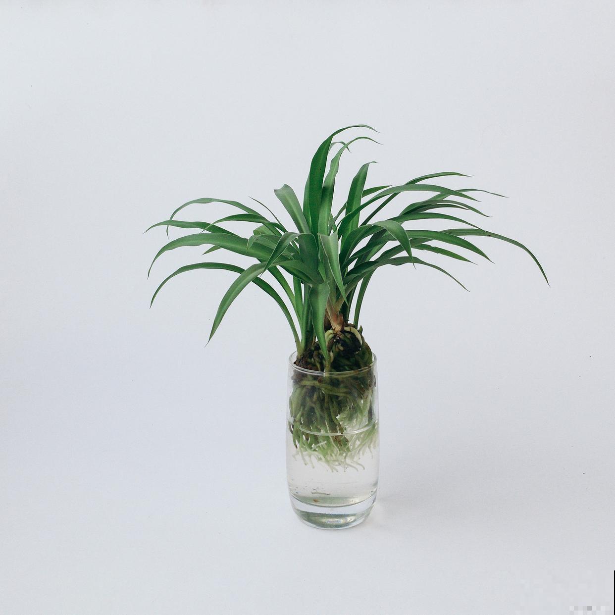 散尾葵可以水培吗