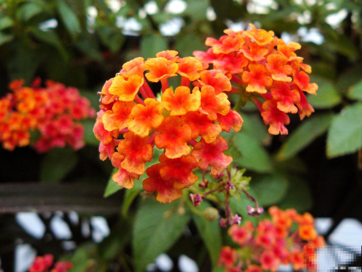 小宫灯长寿花怎么扦插