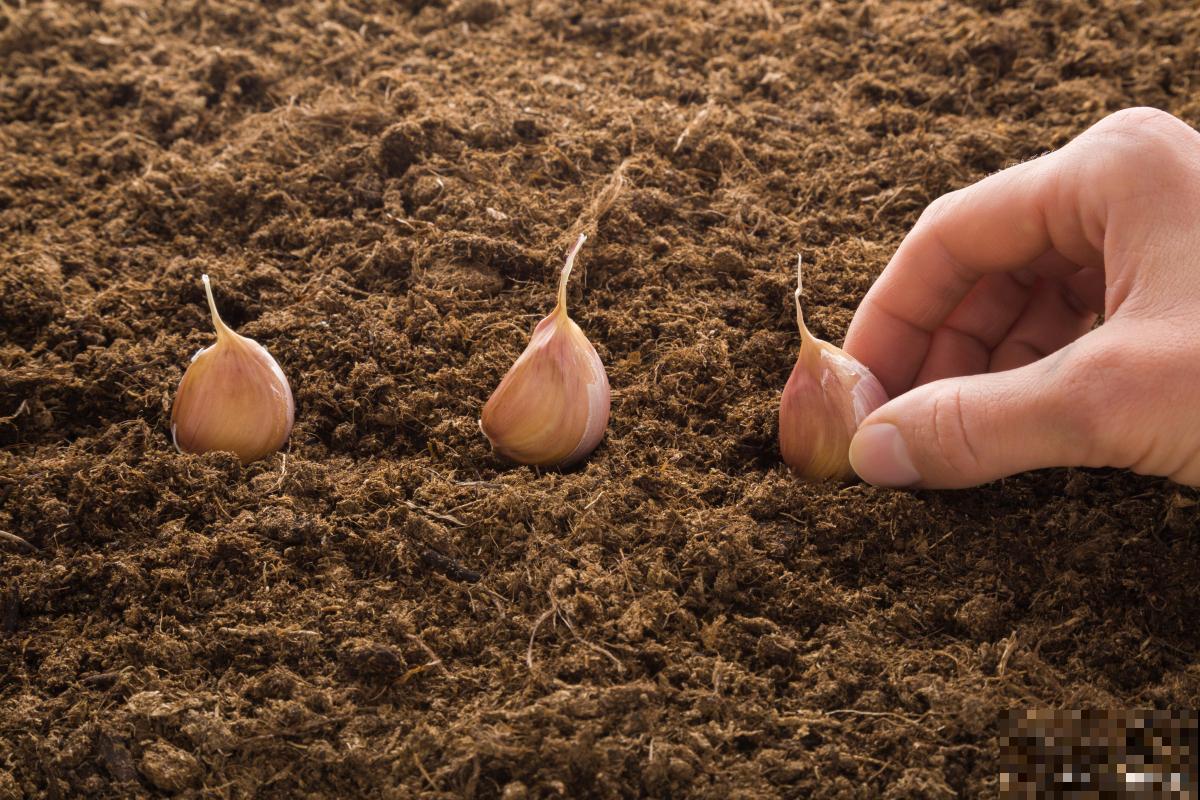 阳台盆栽大蒜的种植方法