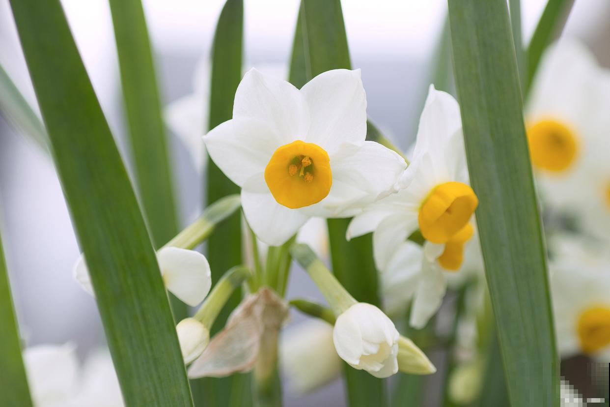 水仙花烂根怎么处理 水仙花烂根怎么处理