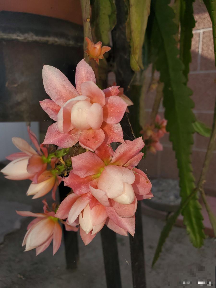 荷花令箭为什么不开花 荷花令箭为什么不开花