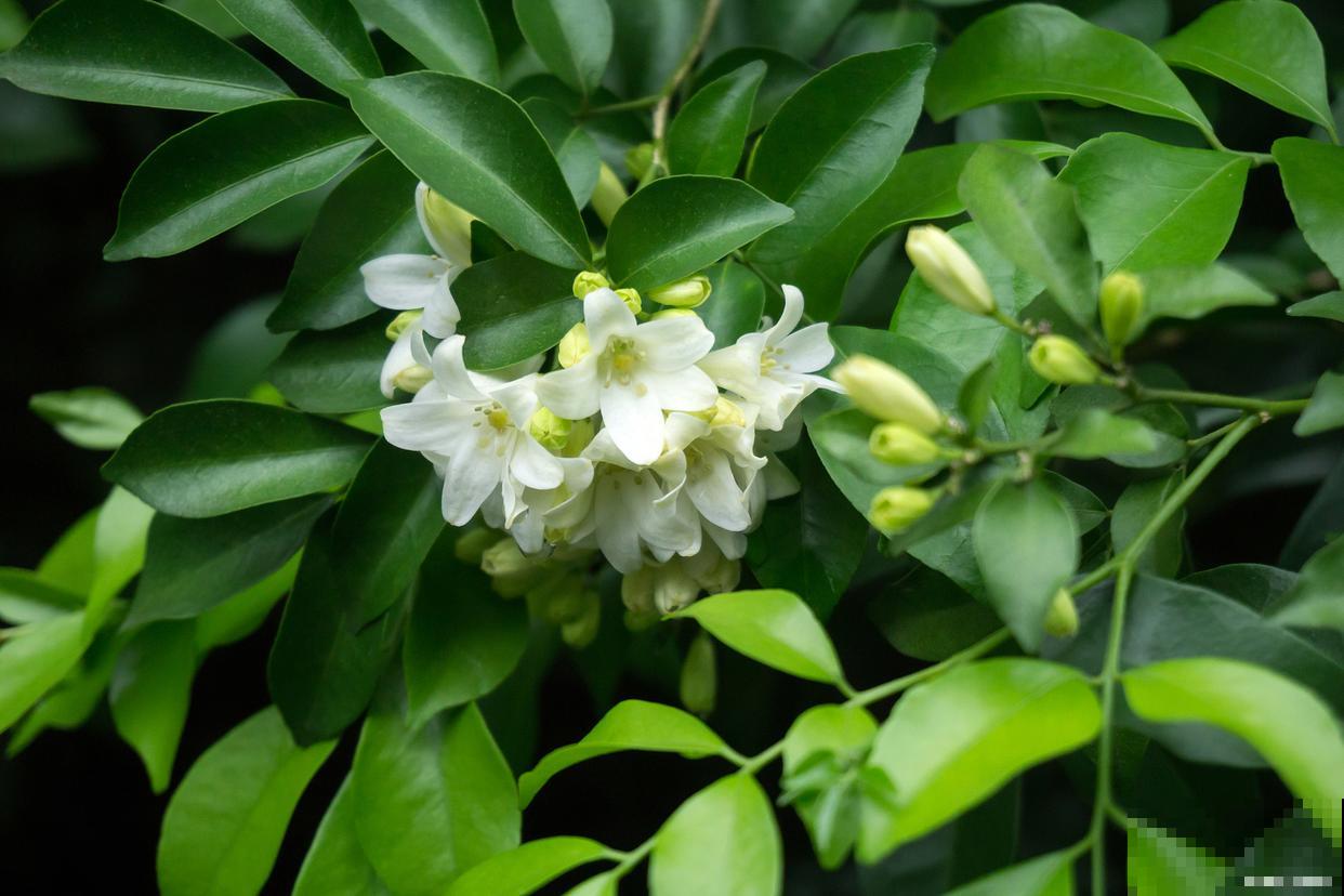 九里香的叶子发白是怎么回事