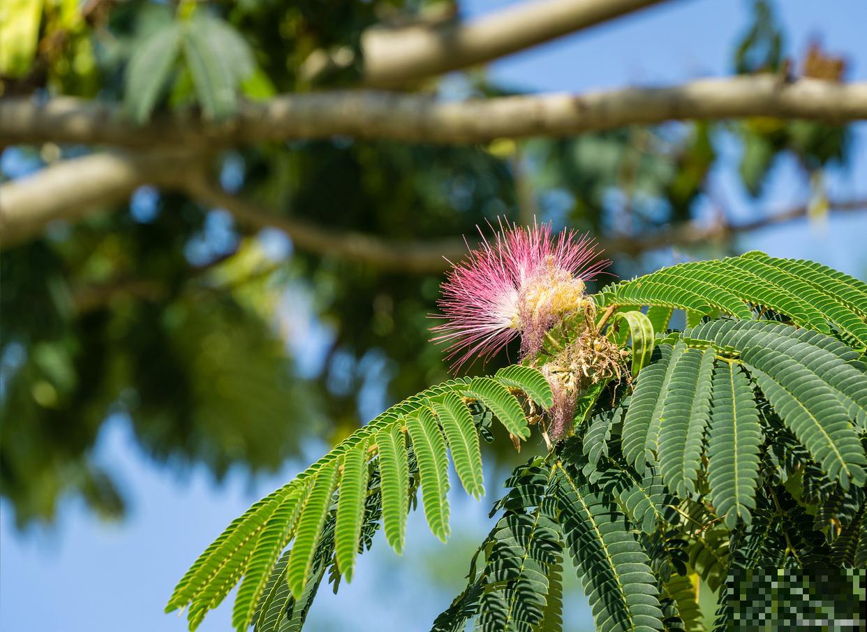 合欢树怎么修剪？