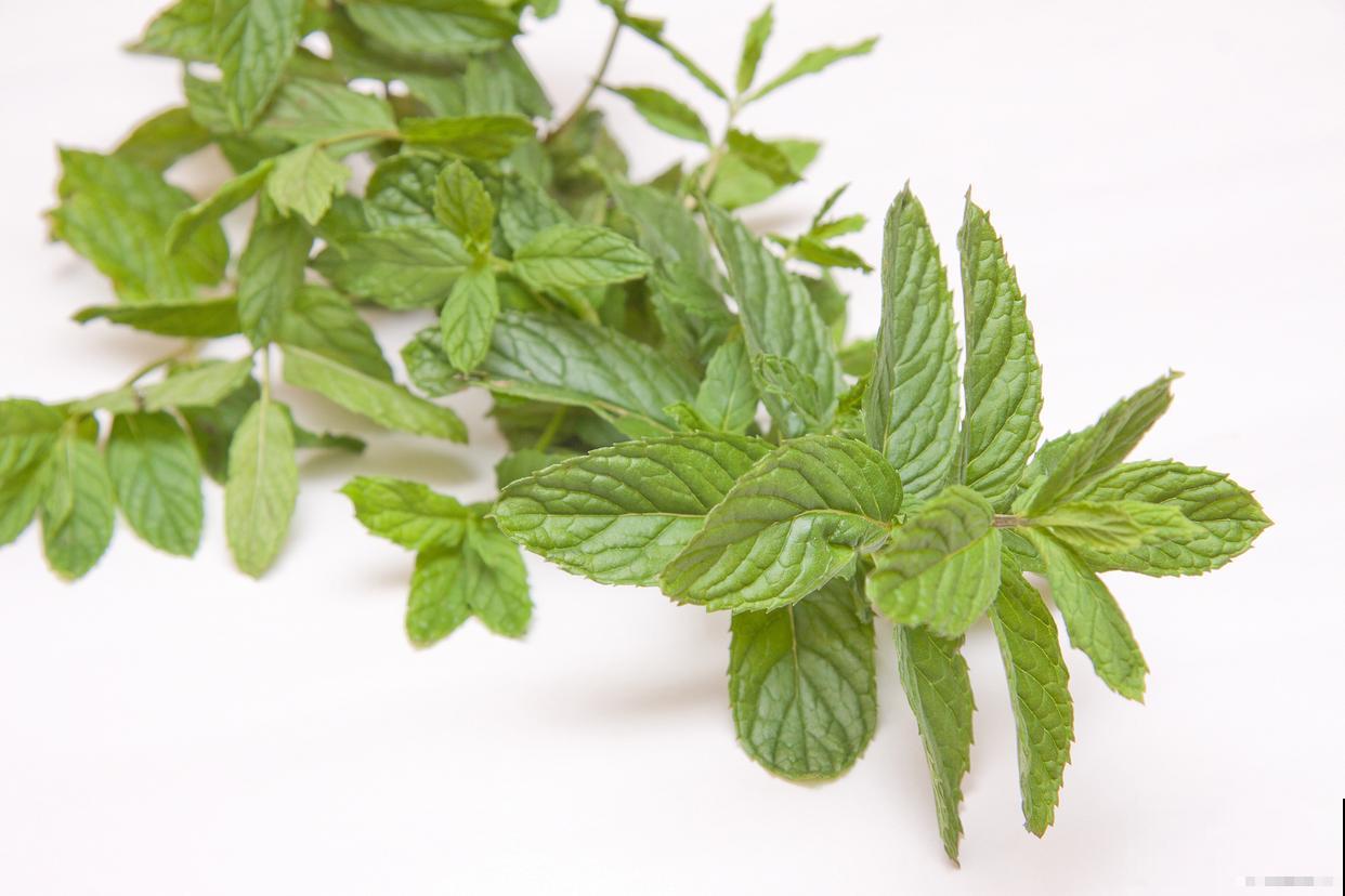 薄荷种类有哪些? 薄荷种类有哪些?