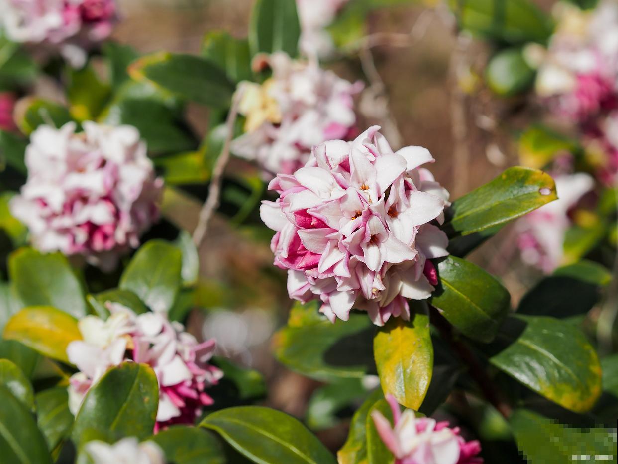 瑞香叶子蔫了怎么回事