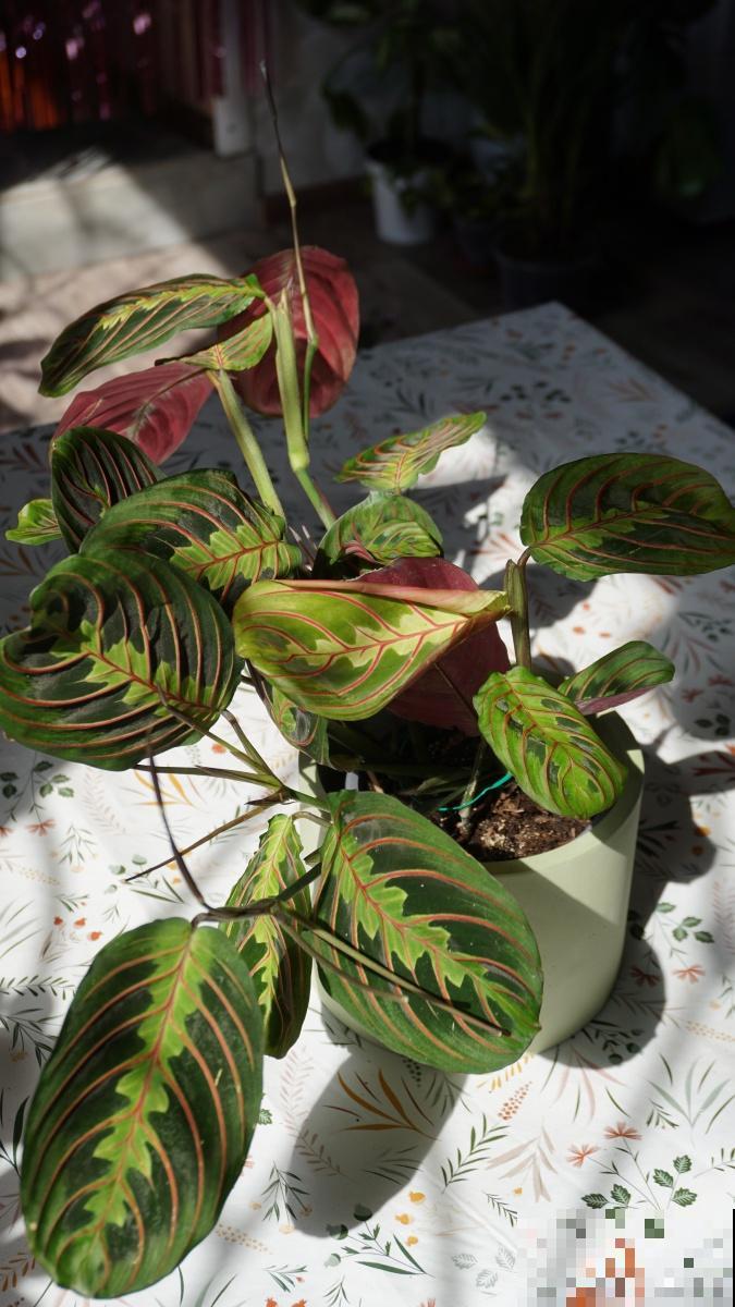 双线竹芋叶子变干怎么办