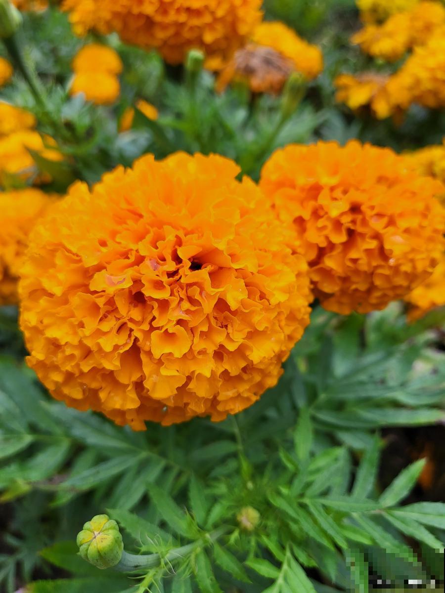 球根类植物有哪些 球根类植物有哪些