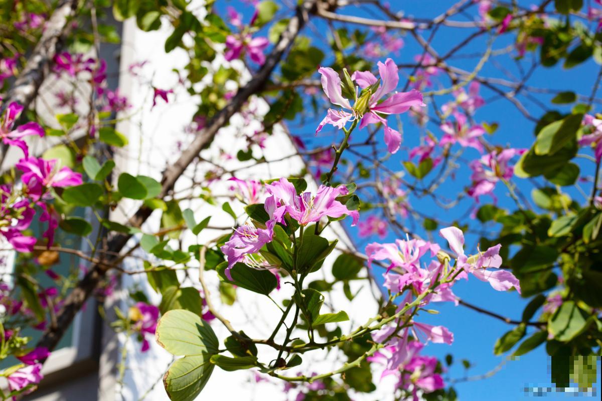 紫荆花怎么种植？