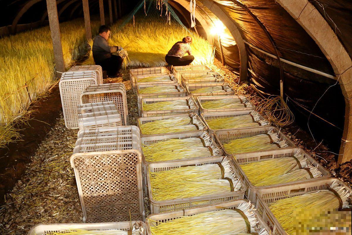 大棚蒜黄的种植方法 大棚蒜黄的种植方法