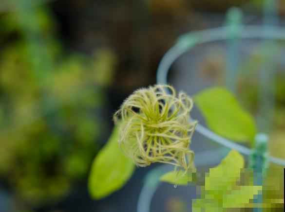 养殖铁线莲，要在秋季进行换盆，利于换盆后恢复