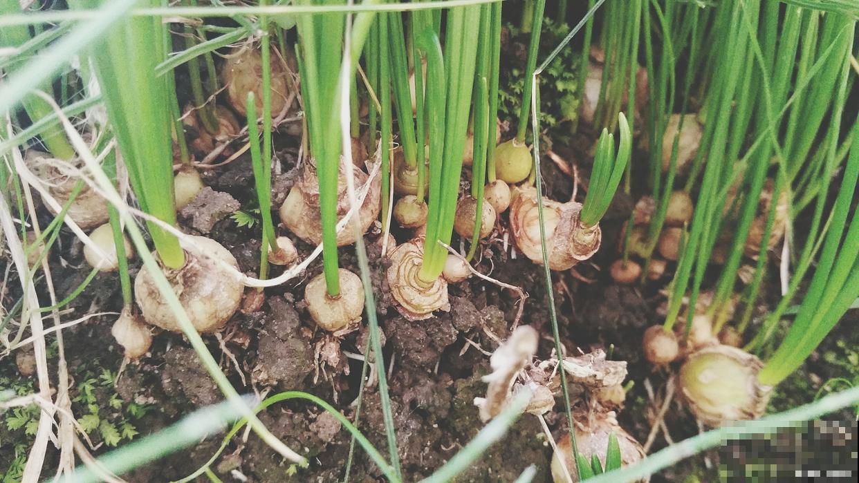 马蹄种植方法和时间