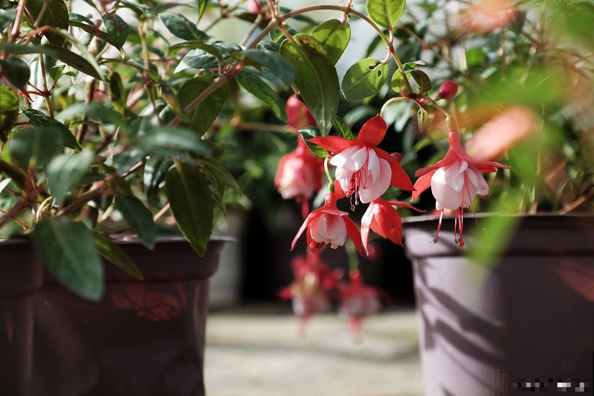 倒挂金钟用什么肥料 倒挂金钟用什么肥料