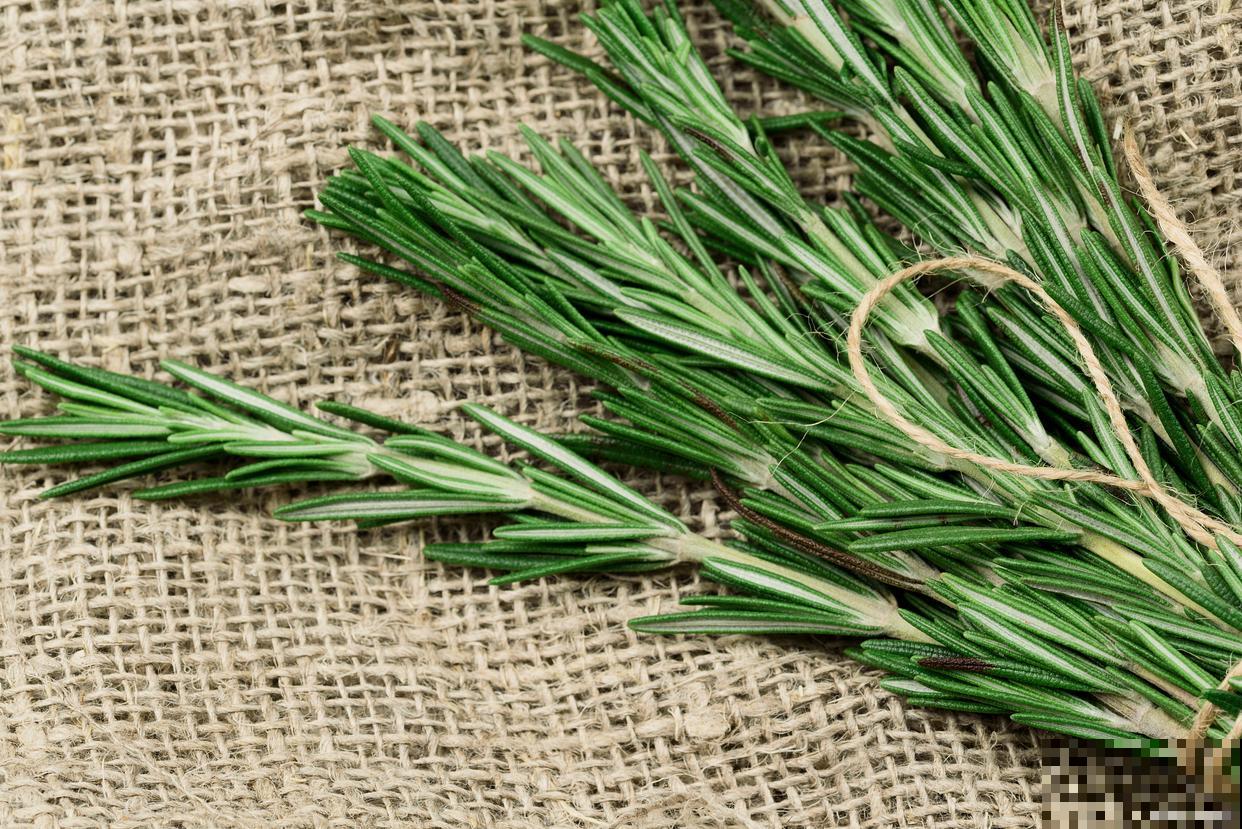 香茅怎么养殖的? 香茅怎么养殖的?