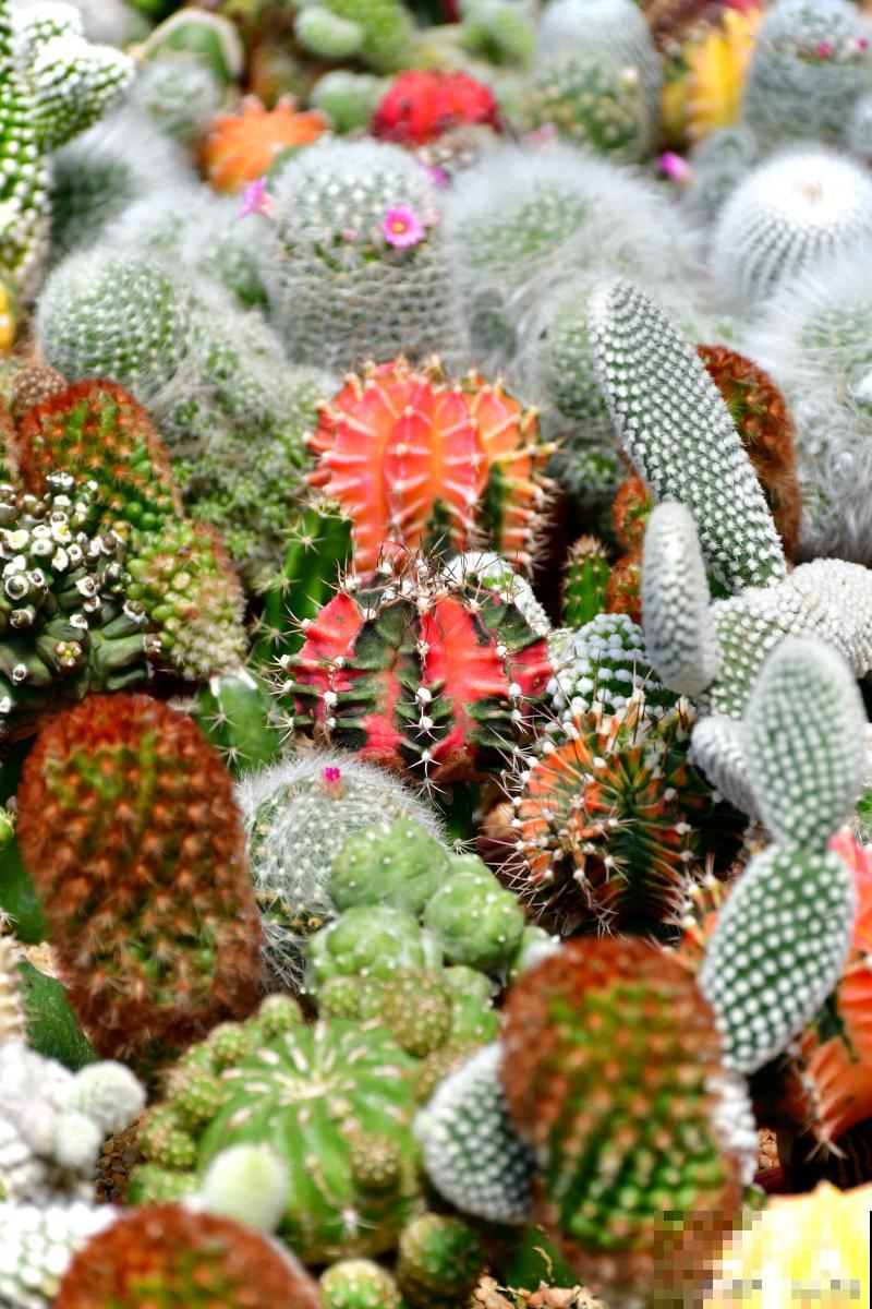 仙人掌插土里多久生根