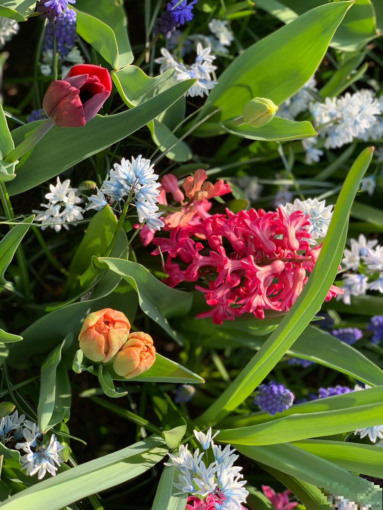 虎耳花怎么养的？