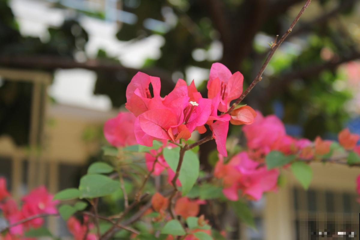 三角梅为什么叫九重葛