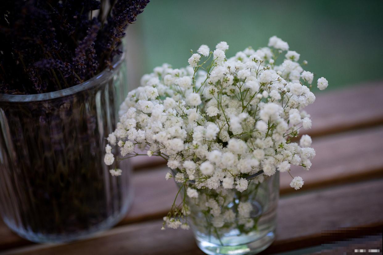 花坛花卉有哪些？