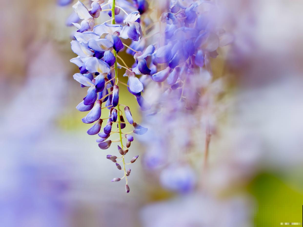 紫藤花是怎么生长的 紫藤花是怎么生长的
