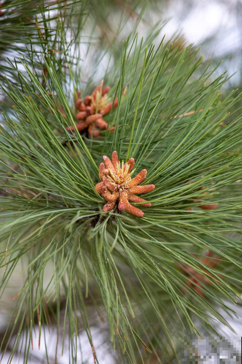 球松怎么繁殖技术