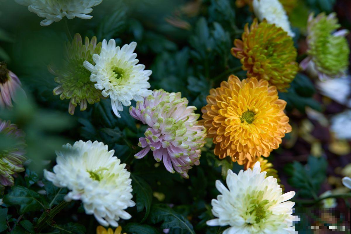 中秋节有什么花？