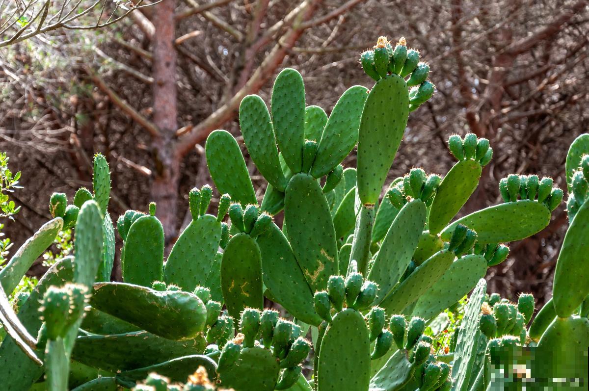 山影拳怎么养容易长大