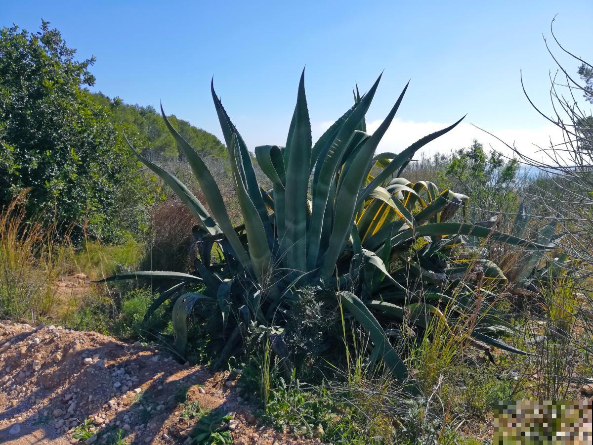 哪些植物吸甲醛? 哪些植物吸甲醛?