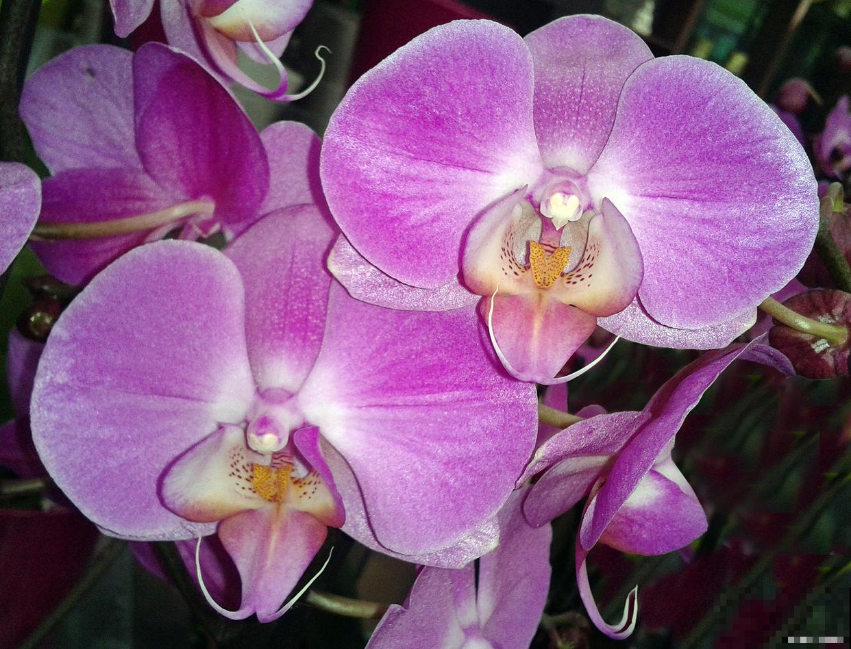 蝴蝶兰的根和花剑的区别