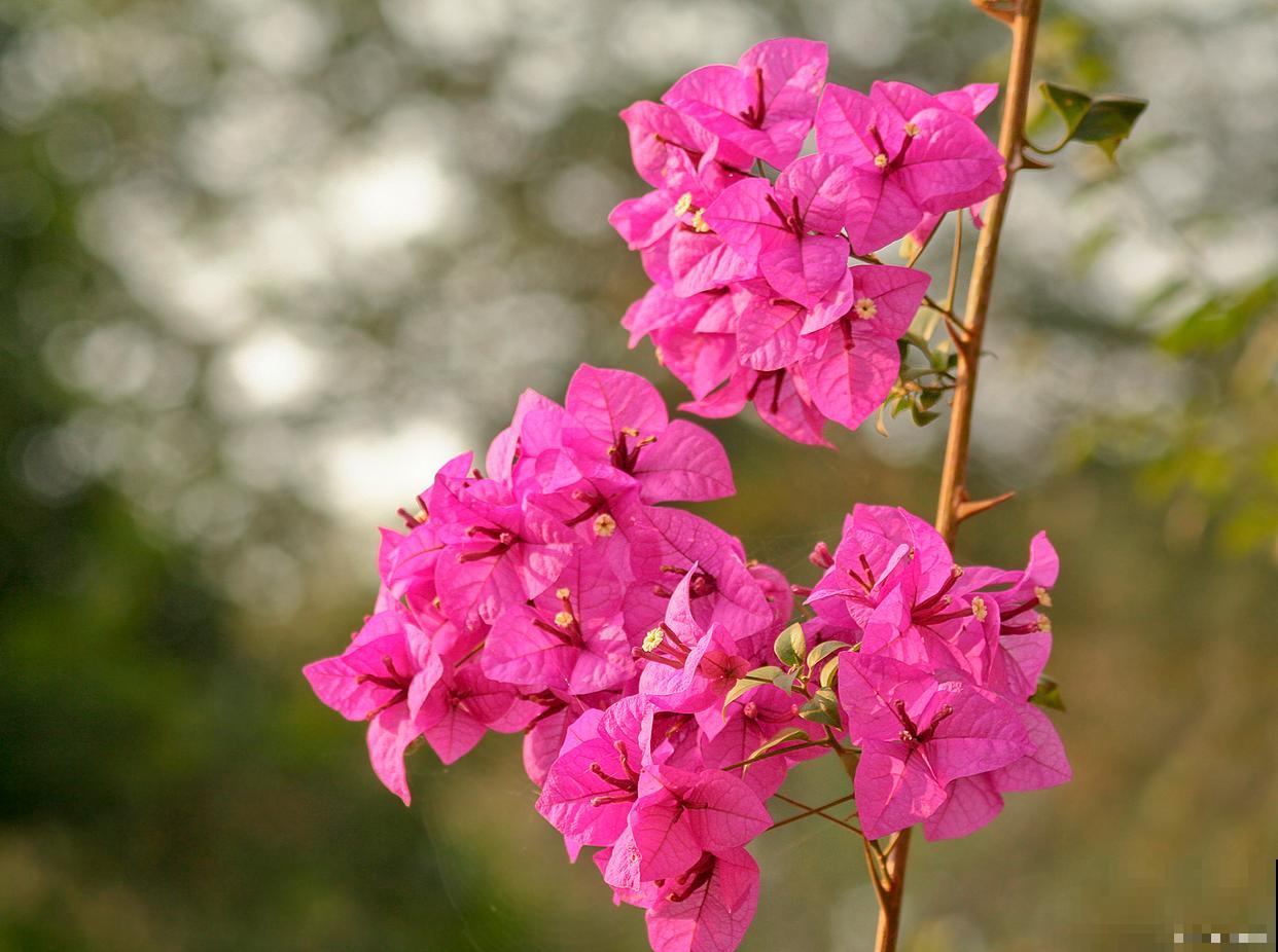 三角梅开花期间掉花是怎么回事 三角梅开花期间掉花是怎么回事