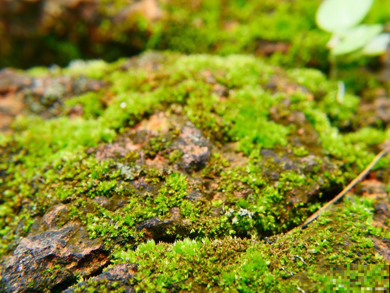 苔藓怎么养活的？